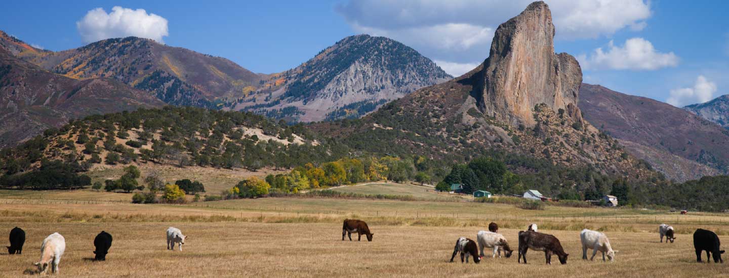 colorado cosmetic surgery